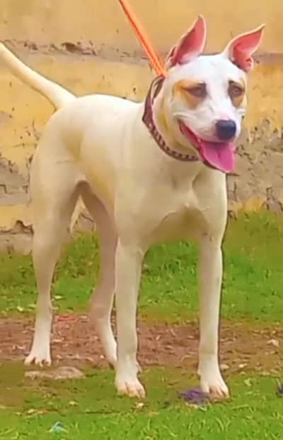 pure kuhati gultair female dubble body healthy and active