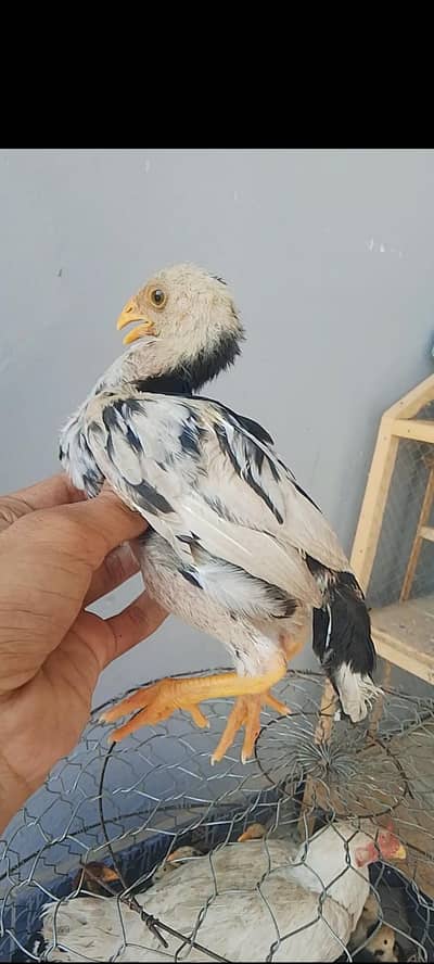 White Shamo × Heera Female Cross Chicks