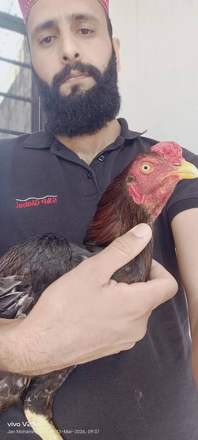 ghar ka Pala Howa saaf sutra mahol wala aseel murgha