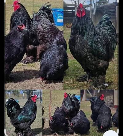 Black Brahma chicks