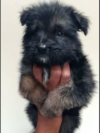 German shepherd  puppies/ long coat/ gsd dog/ quality pup