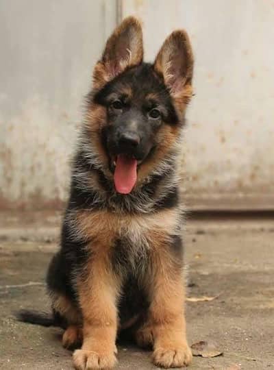German Shepherd puppy dog for sale Call My WhatsApp 0341/2721/593