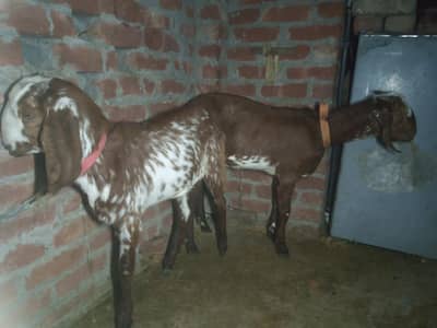 2 Goats for sale