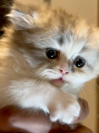 beautiful semi punched calico female kitten cat white fawn grey 58 day