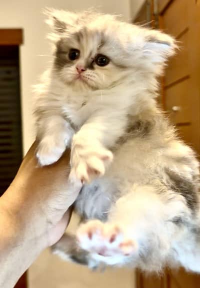 beautiful semi punched calico female kitten cat white fawn grey 58 day