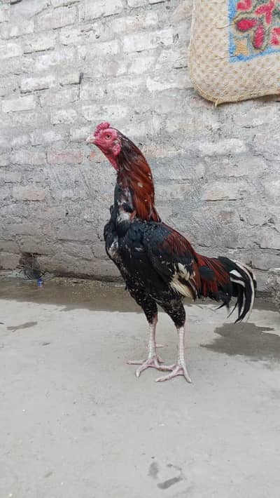 Aseel mianwali breed lakha murgha urgent for sale