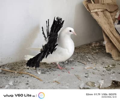 faintail black tail female pigeon
