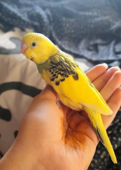 ​Budgies Full Setup: 1 Proven Breeding Pair + 3 Hand Tameable Chicks