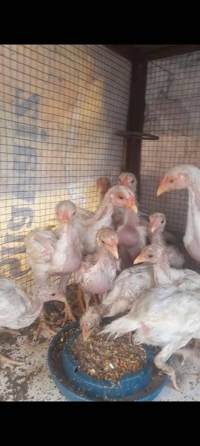 Heera chick's for sale
