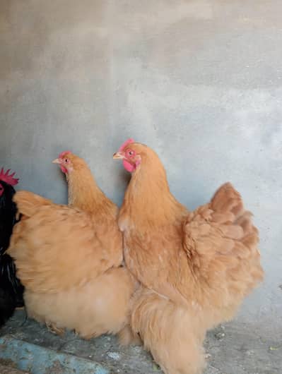 Heavy Buff & Bantam Breeder Pair