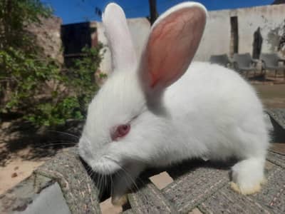 Flemish pure white red eyed bunny exchange with angura buuny only