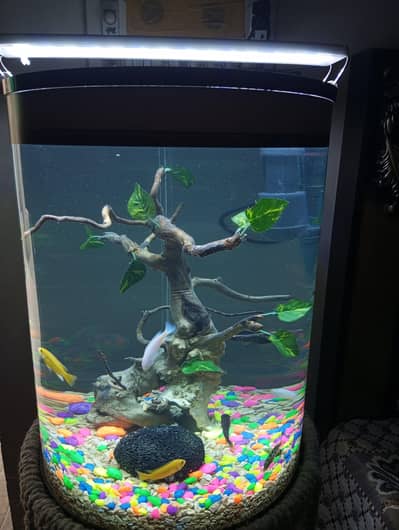 Aquarium with African fish all to all new setup for sale
