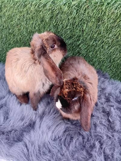 ہولینڈ لوپ خرگوش