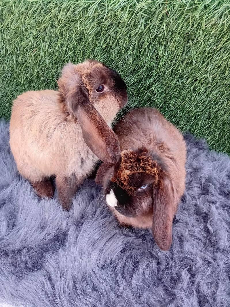 ہولینڈ لوپ خرگوش 0