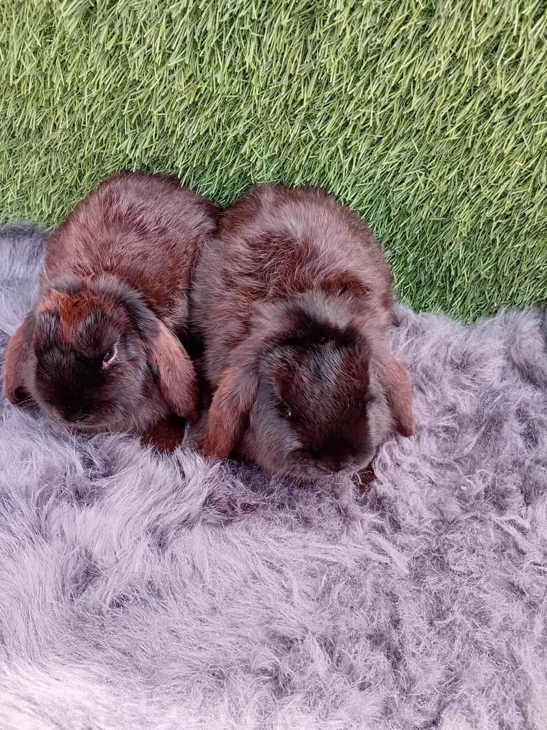 ہولینڈ لوپ خرگوش 1