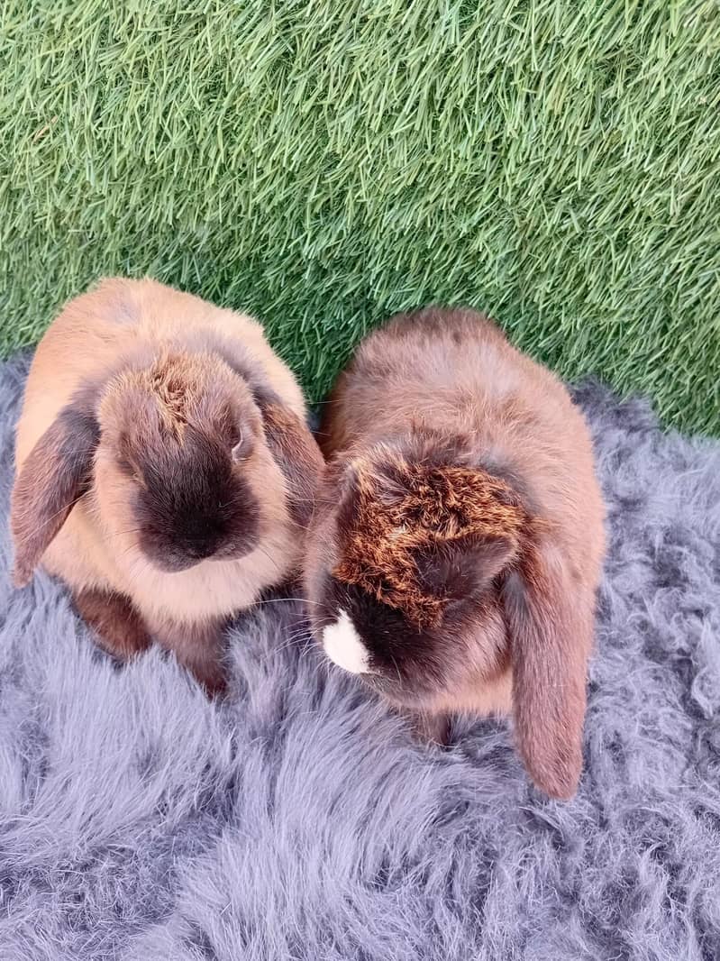 ہولینڈ لوپ خرگوش 2