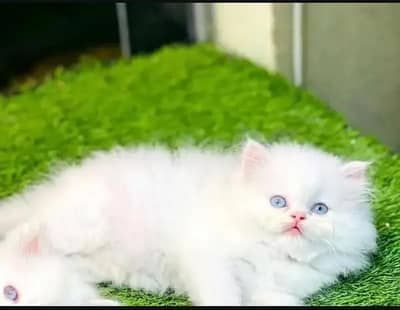 Persian female kitten for sale delivery available all Pakistan