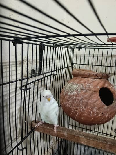 Australian Budgies parrot Red Eyes