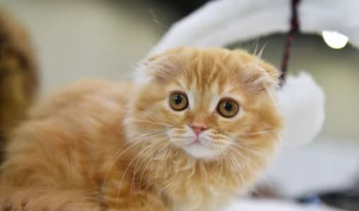 Scottish Fold British Shorthair