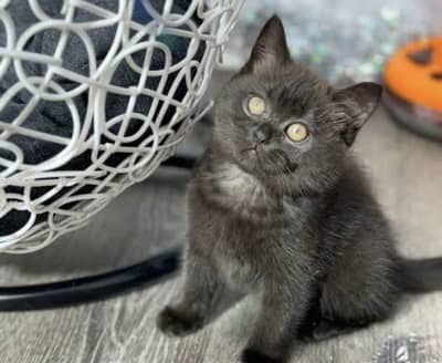 Scottish Fold British Shorthair