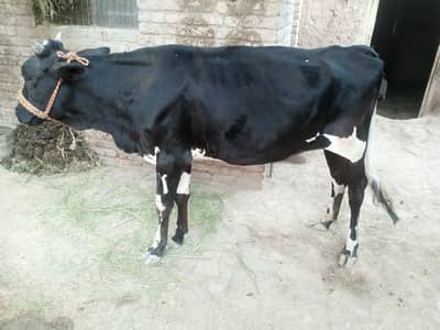 cow for sell