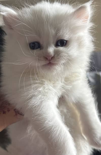 Persian semi-punch face cat