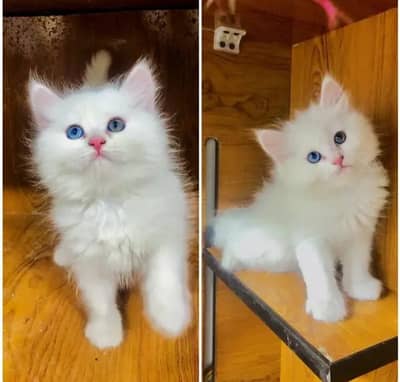 Persian female kitten for sale delivery available all Pakistan