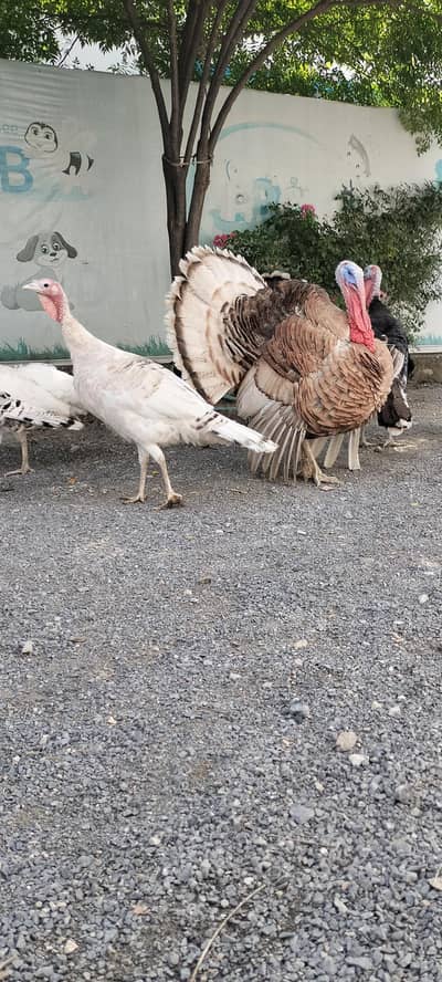 turkey pair for sale