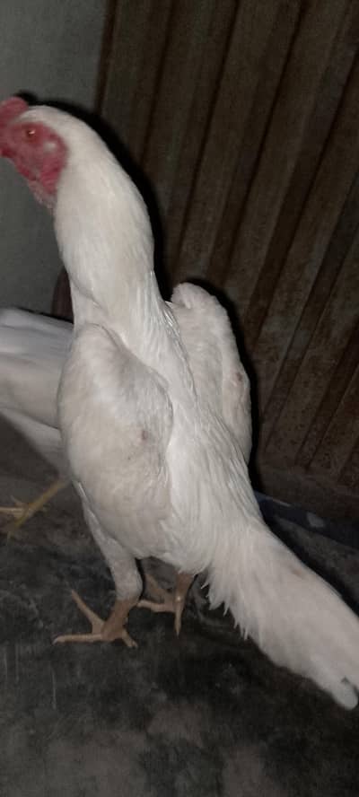 king shamo/white oh shamo/jerman shamo/aseel hens/high quality shamo