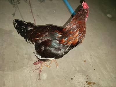 aseel Sindhi 1.2 year age