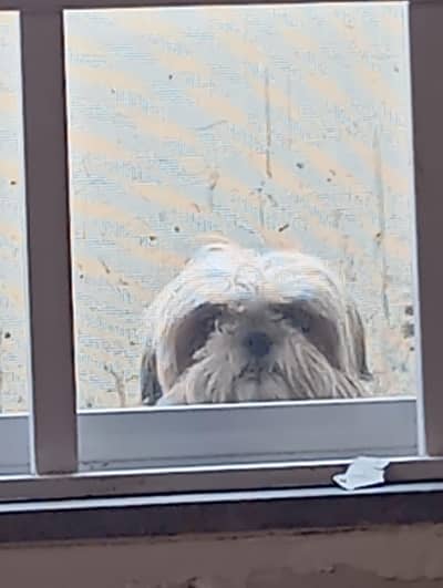 Shihtzu female shitzu