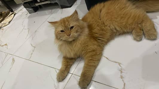 looking so buty full