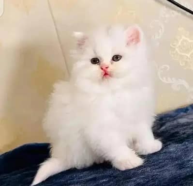 Persian female kitten for sale delivery available all Pakistan