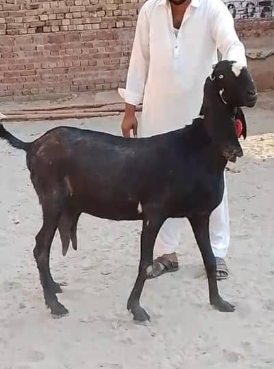 Pure Amritsari beetal bakri and path low price,  0/3/0/0/0/7/3/3/1/0/1