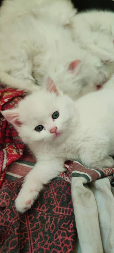 well behaved litter train kittens