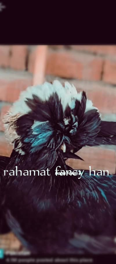 whit silki or black polish active and halthi