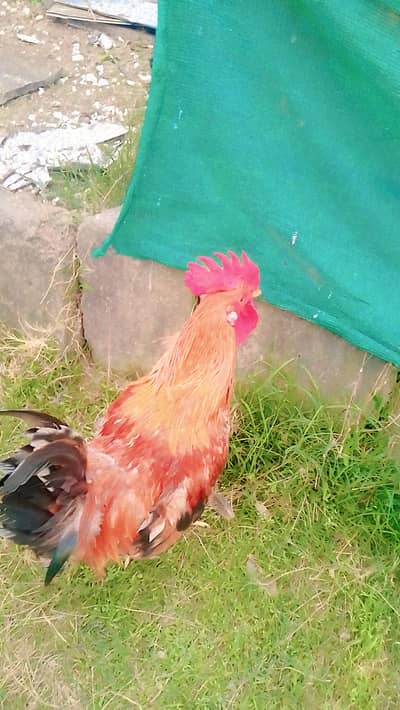 Beautiful Active Golden Red Cocks for Sale - Healthy & Vibrant