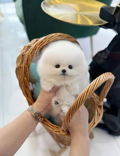 Pomeranian puppies 03255580193