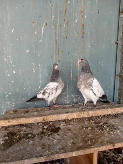 ferozpuri, kamager, indian amber sora