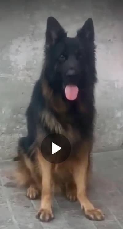 German Shepherd adult male available confirm stud