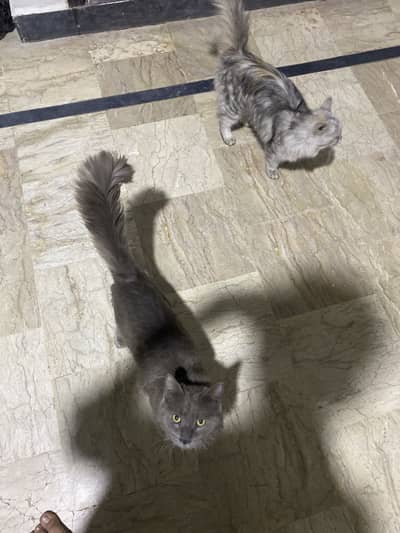 Persian cats for sale
