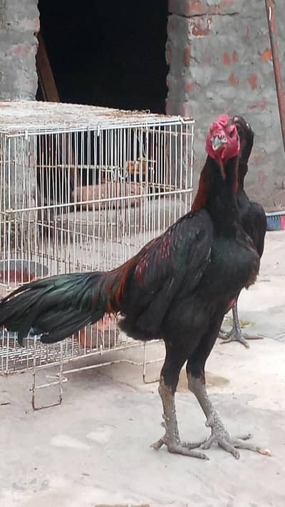 Add ka Discription read kry please real price or information Waha mily