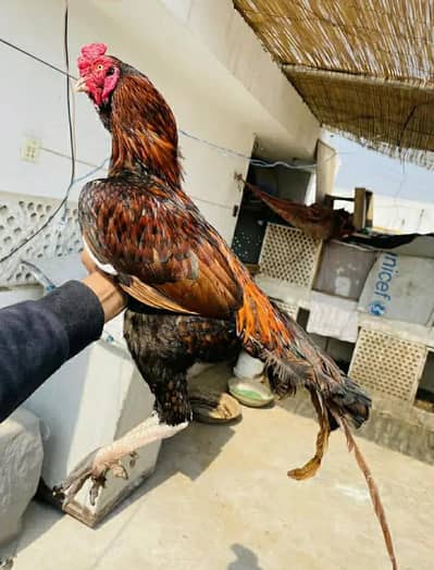 aseel morga ha or ak ankh say kana ha