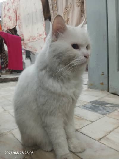 parsion cats male female both tripal coat blue eyes