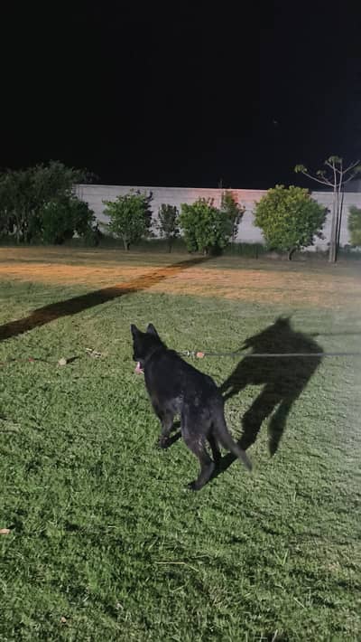 Black german shepherd