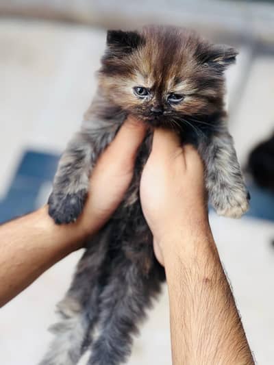 Healthy kittens for sale