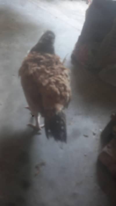aseel female hen 