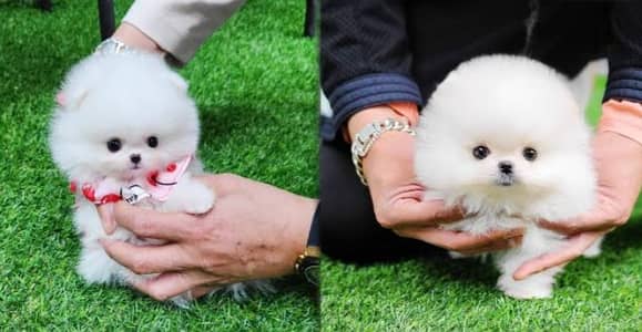 Pomeranian puppies 03255580193