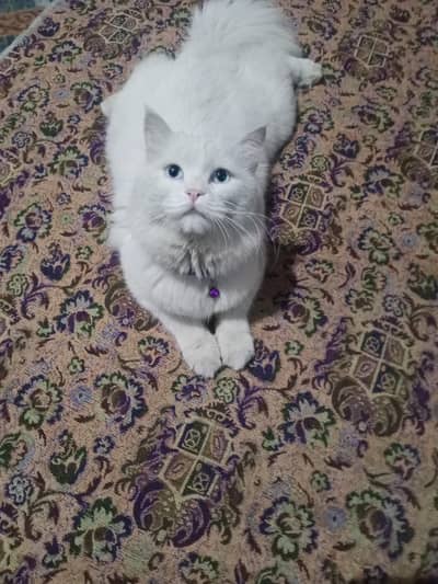 Beautiful persian cat