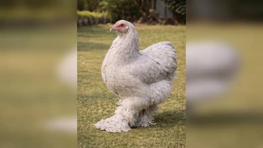 Isabel Brahma | Light Columbian | Salmon | Chicks | Eggs | Hen